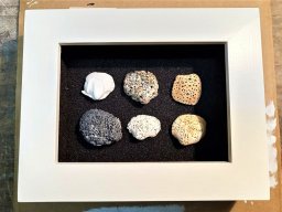 Cadzand fossile Muscheln